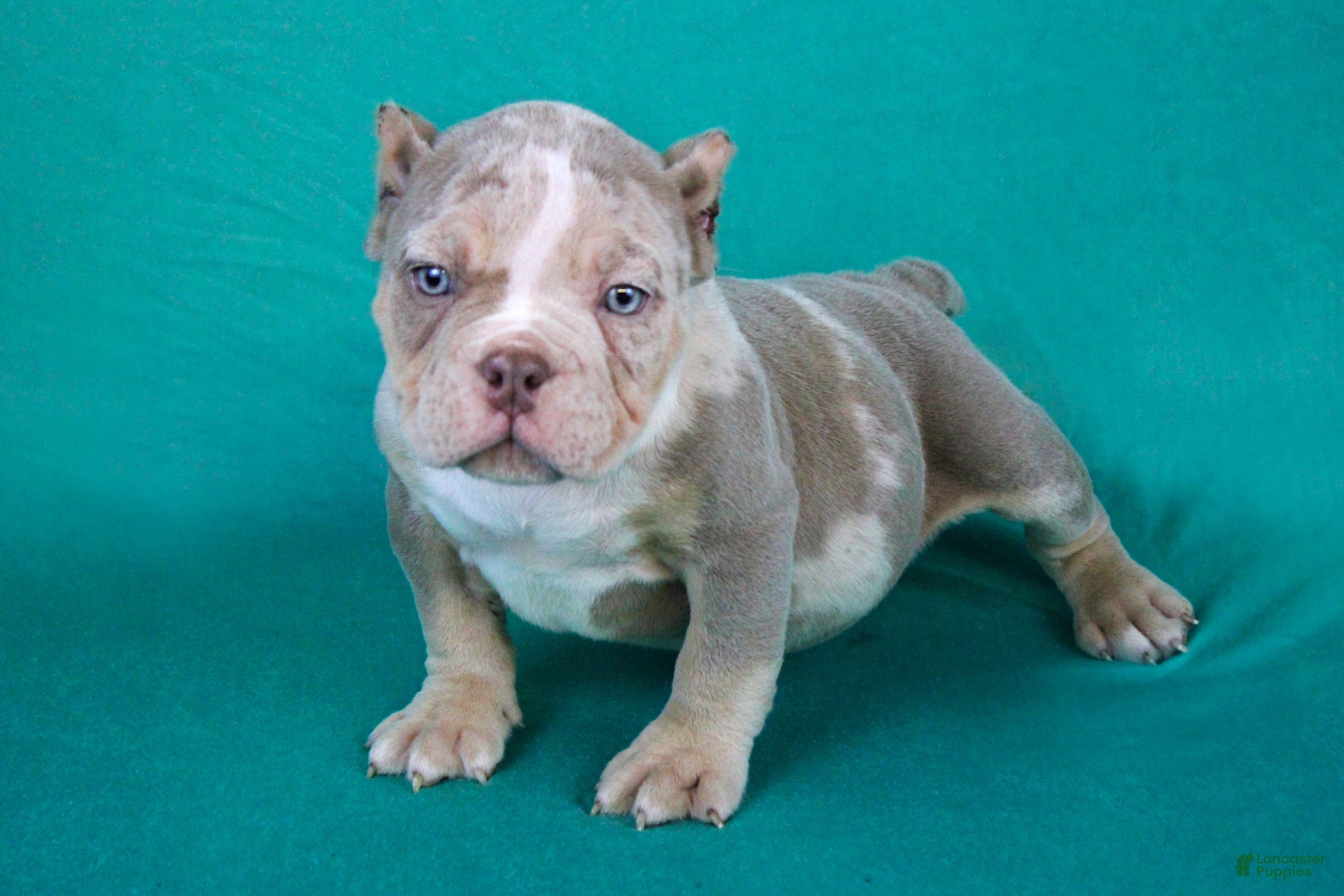 American Bully dogs Lilac Merle Male - Ad 2
