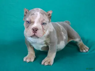 American Bully dogs Lilac Merle Male - Ad 2