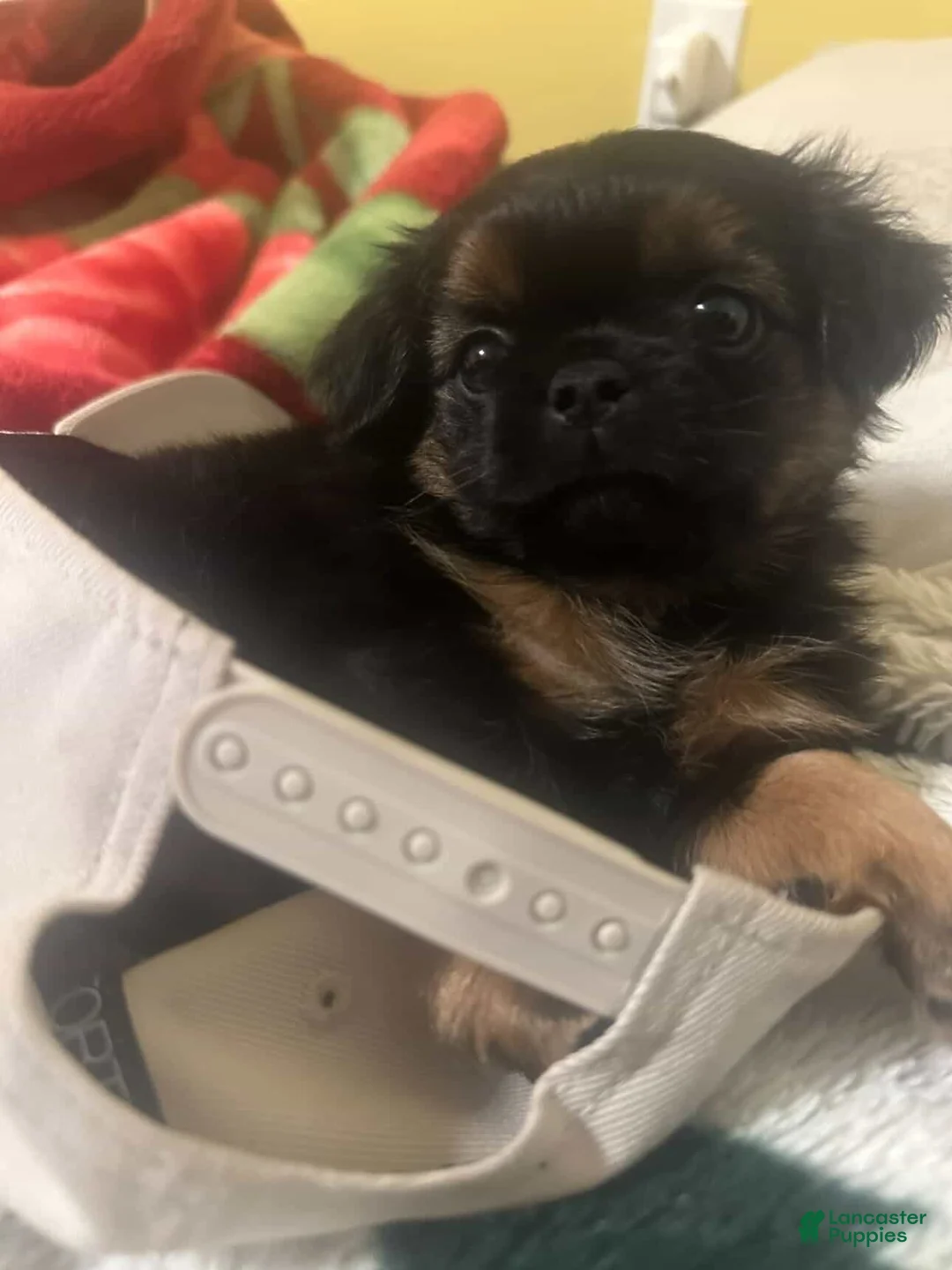 Shorkie dogs for sale: Shorkie Puppy 1 - Ad 1