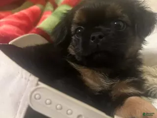 Shorkie dogs Shorkie Puppy 1 - Ad 22