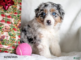 Mixed Breed dogs Eis - Ad 29