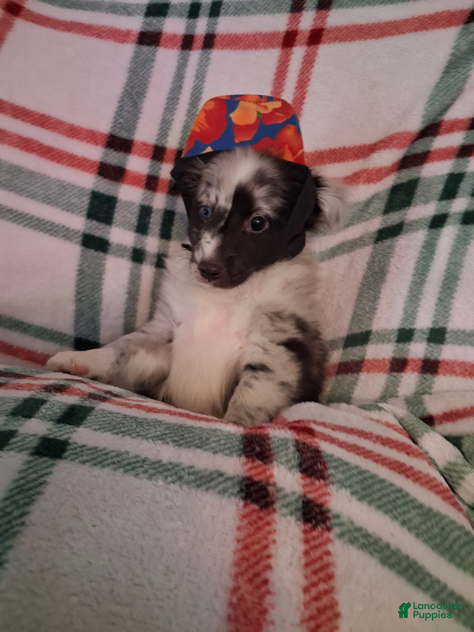 Shetland Sheepdog dogs Cleo - Ad 2