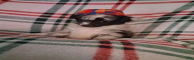 Cleo