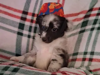 Shetland Sheepdog dogs Cleo - Ad 34