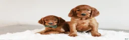Irish Setter dogs for sale: Harrison  - Ad 5