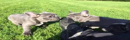 French Bulldog dogs for sale: Lexi Blue Eyes Blue Frenchie Pup - Ad 3