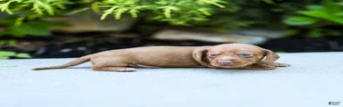 Mylan Miniature Dachshund 