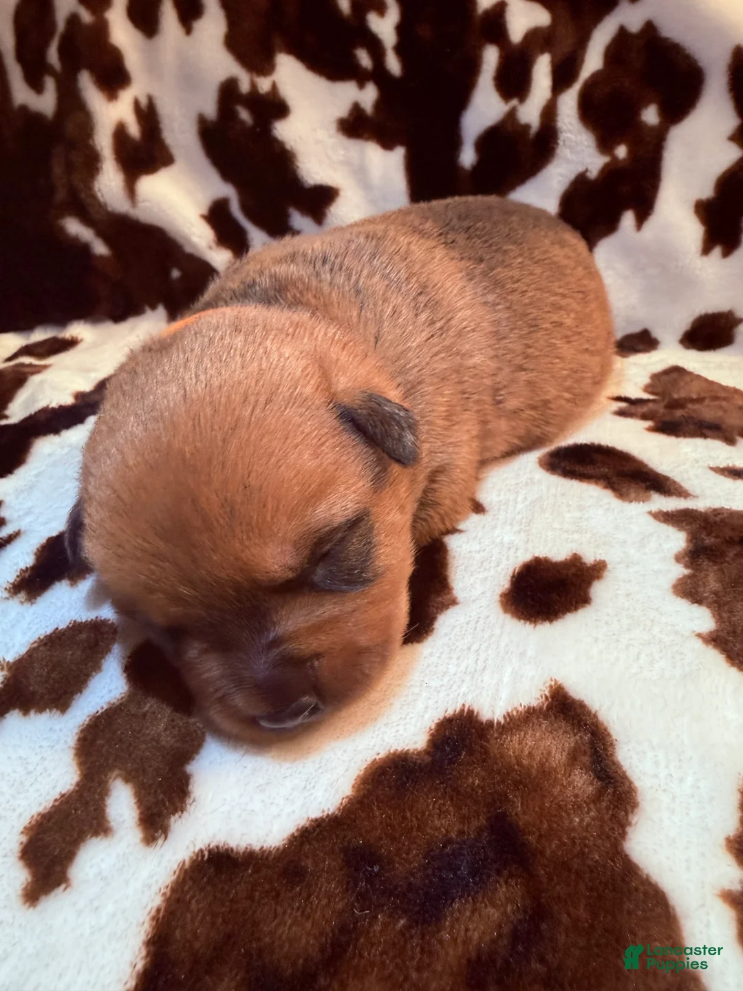 Mixed Breed dogs for sale: Smokey - Ad 2