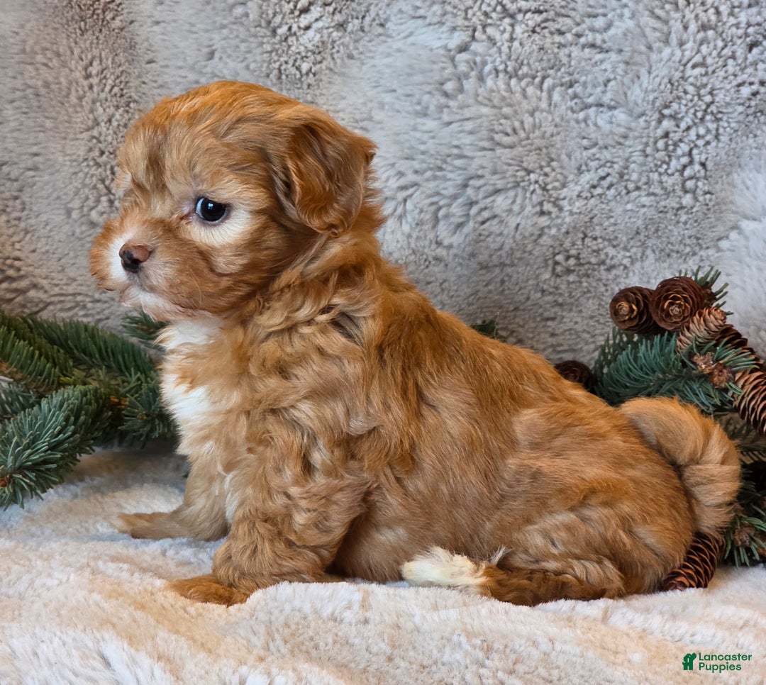 Shihpoo dogs for sale: Tanya - Ad 2