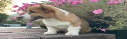 Welsh Corgi Pembroke dogs for sale: Welsh Corgi Pembroke 2 - Ad 3
