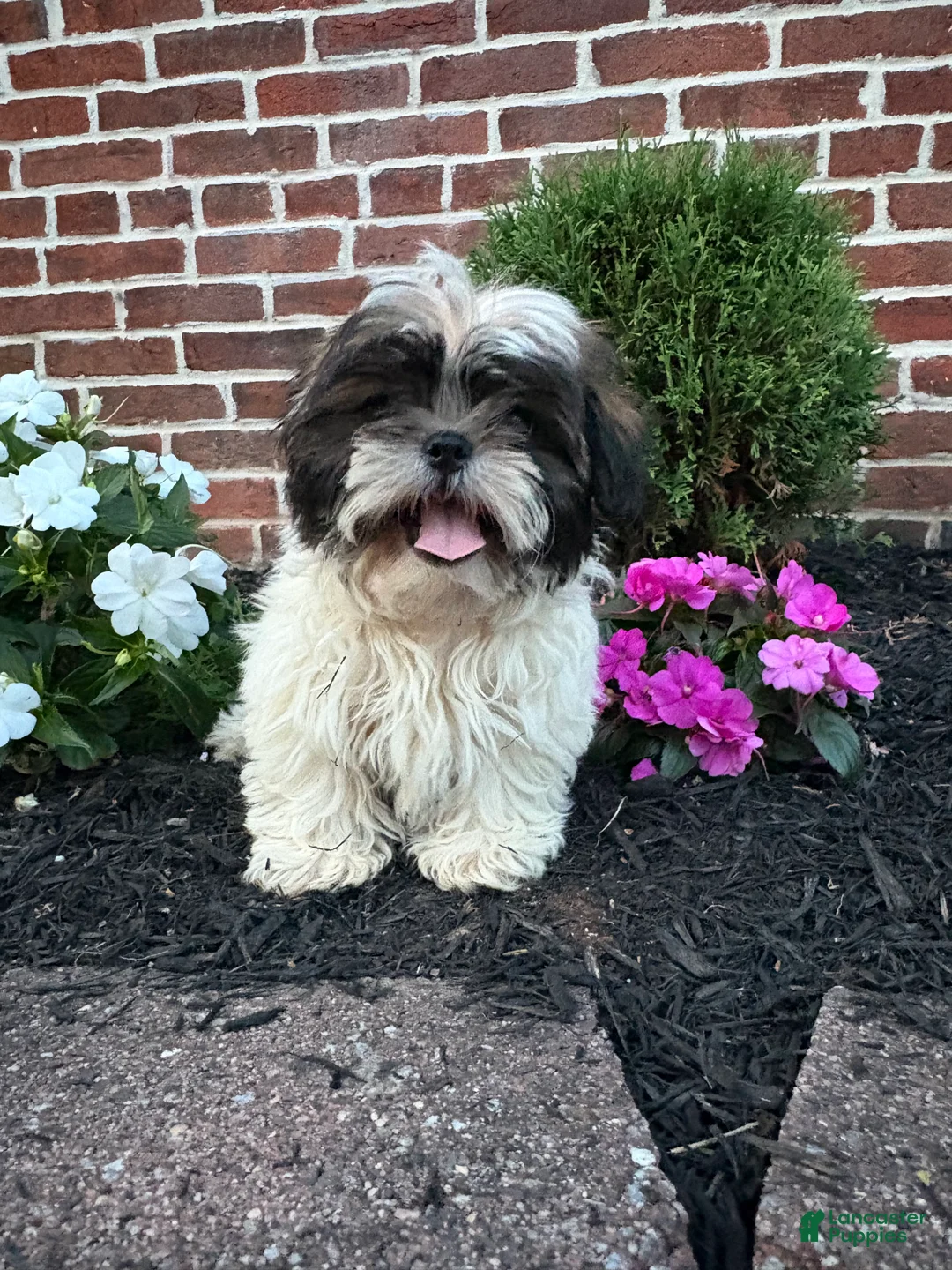 Shih Tzu dogs for sale: Abby - Ad 5