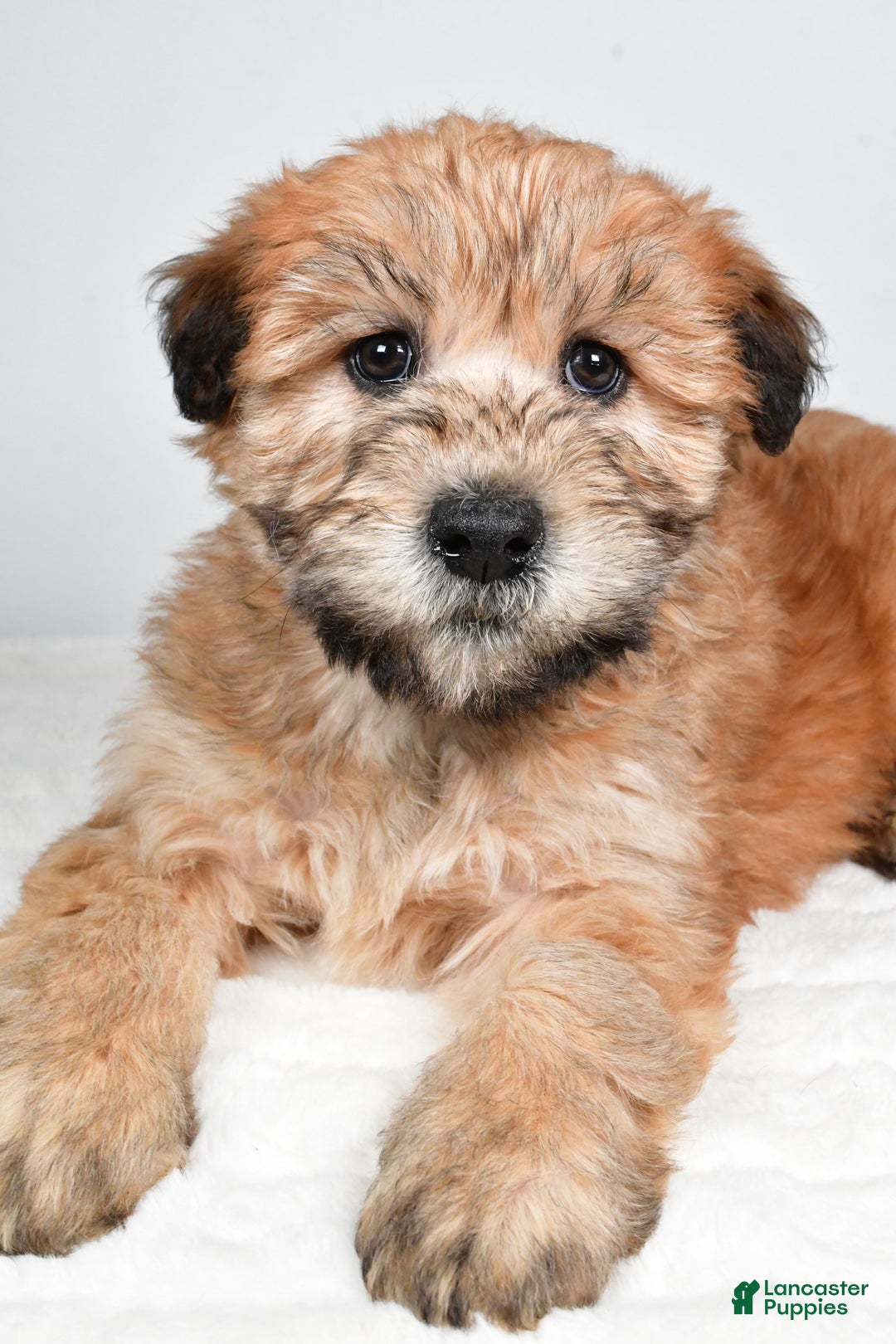 Soft Coated Wheaten Terrier dogs for sale: Angel - Ad 10