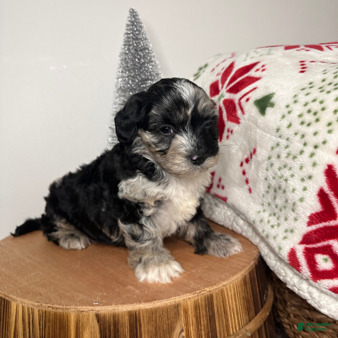 Cavapoo dogs Crystal - Ad 14