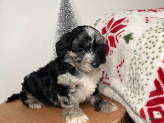 Cavapoo dogs Crystal - Ad 6