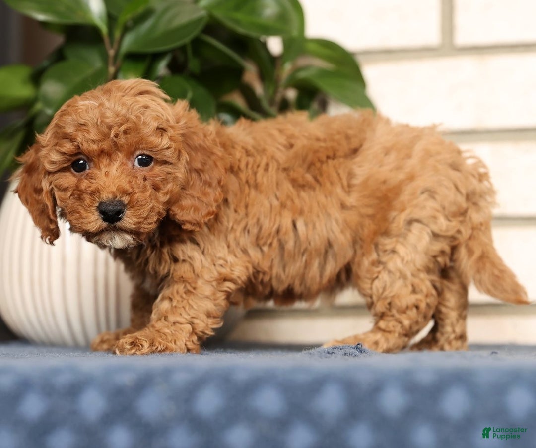 Bichpoo dogs for sale: Fiona - Ad 5