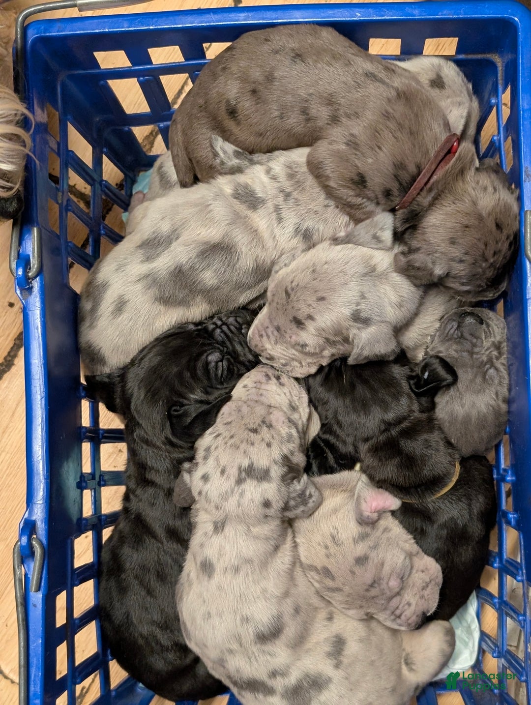 Great Dane dogs for sale: Great Dane Puppy 1 - Ad 15