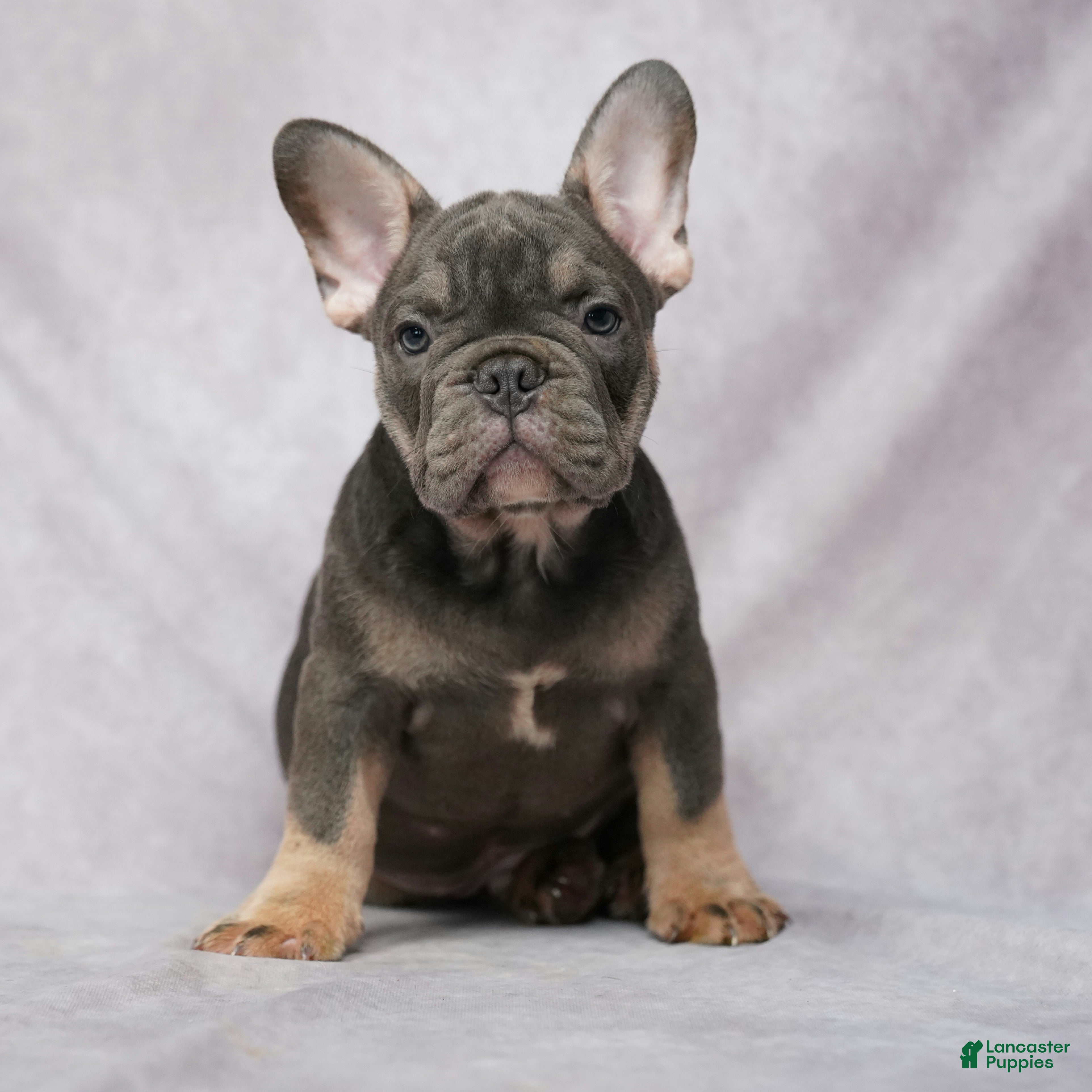 French Bulldog dogs Grant - Ad 1