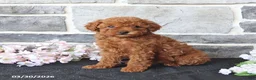 Miniature Poodle dogs for sale: Sadie - Ad 3