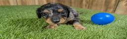 Miniature Dachshund dogs for sale: Darlie Boy 2 - Ad 3
