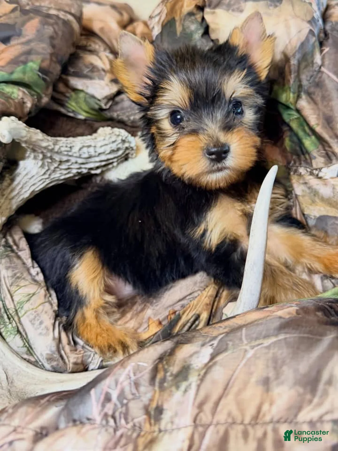 Yorkshire Terrier dogs for sale: Crystal - Ad 4
