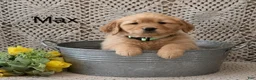 Golden Retriever dogs for sale: Max - Ad 3