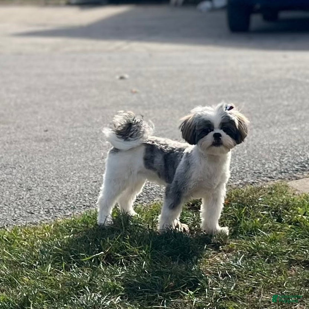 Teddy Bear dogs for sale: Lola - Ad 17