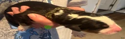 Bernese Mountain Dog dogs for sale: CamoGreen - Ad 15