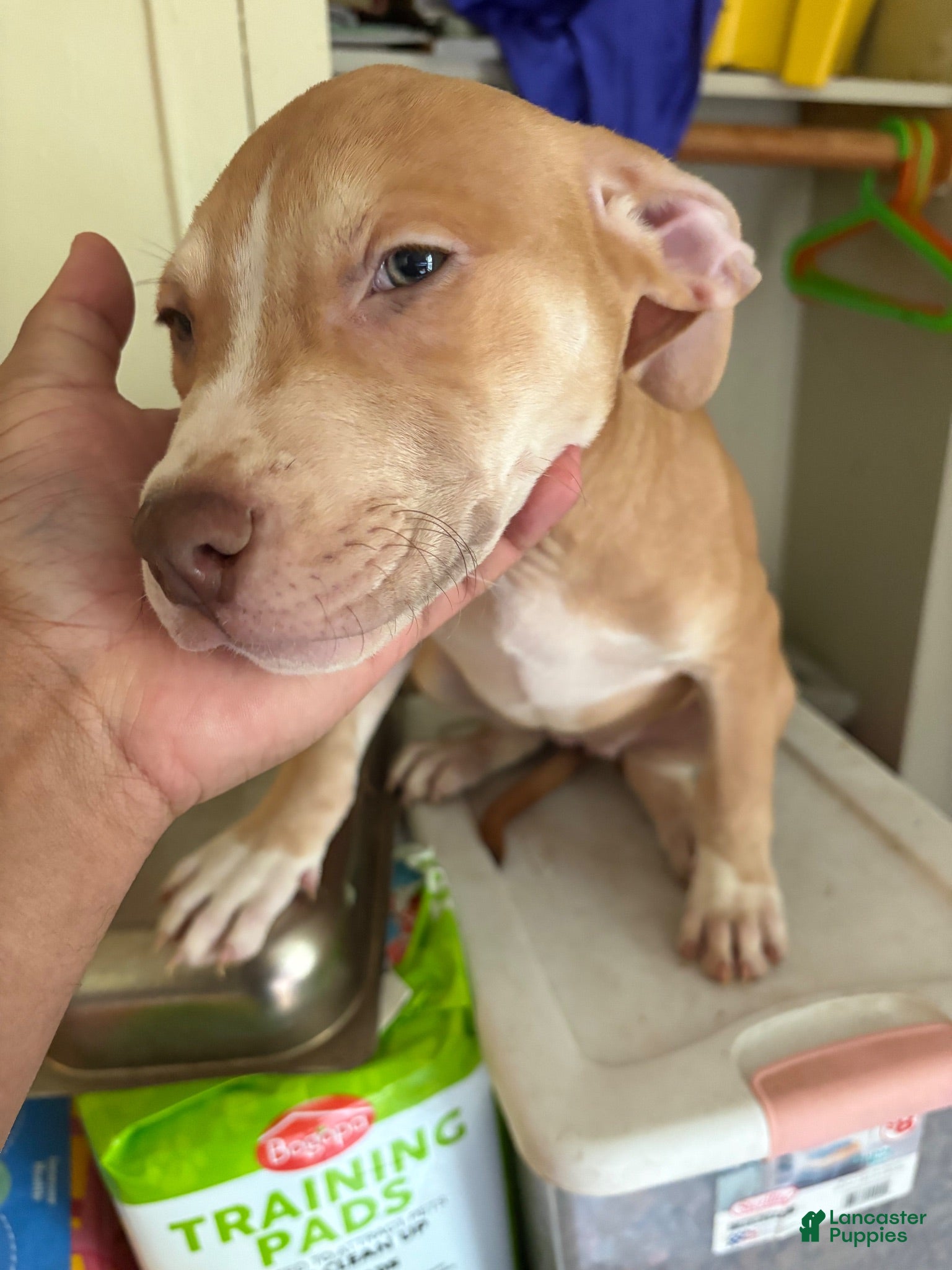 American Pit Bull Terrier dogs Buttercup - Ad 1