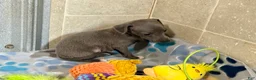Italian Greyhound dogs for sale: Tigerlily - Ad 5