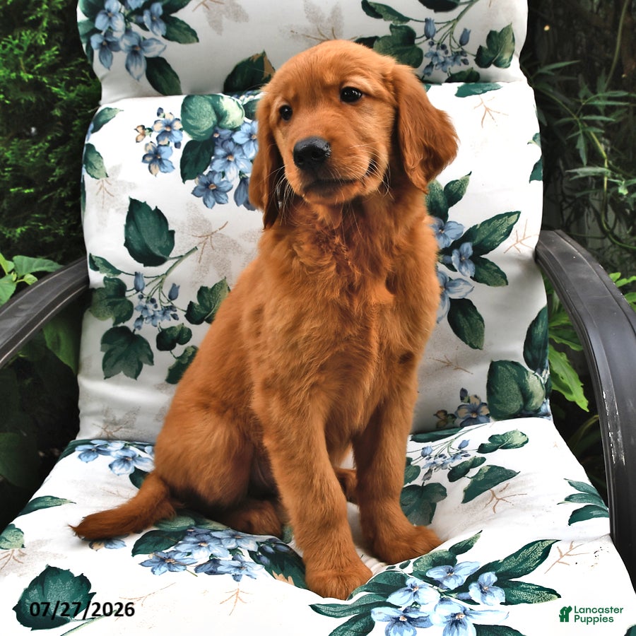 Golden Retriever dogs Tommy - Ad 2