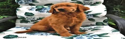 Golden Retriever dogs for sale: Tommy - Ad 2