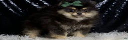 Pomeranian dogs for sale: Bingo - Ad 4