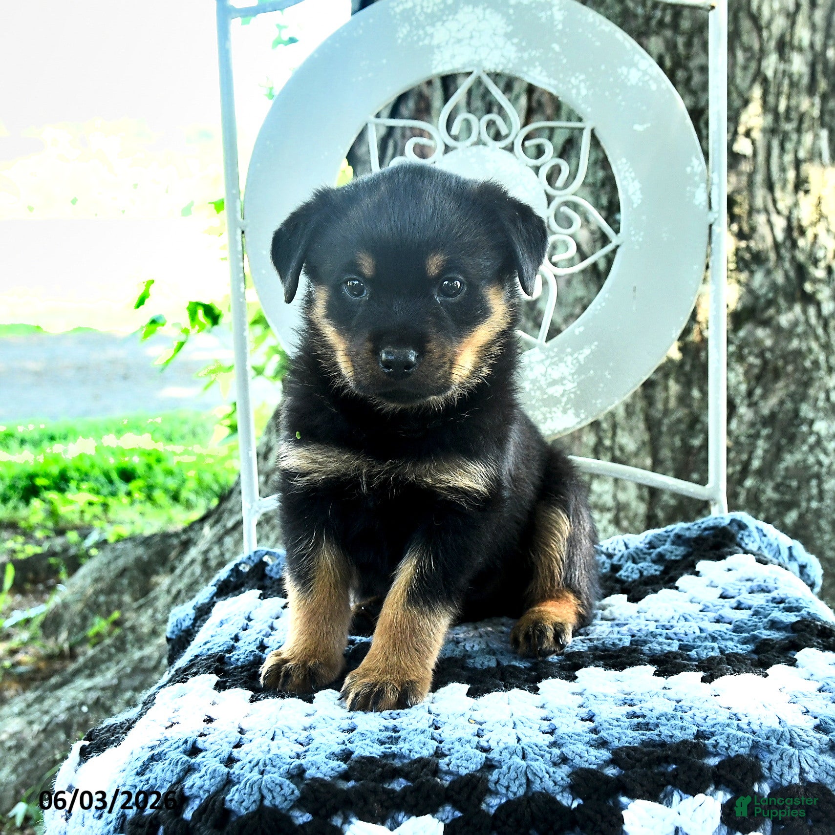 Janie