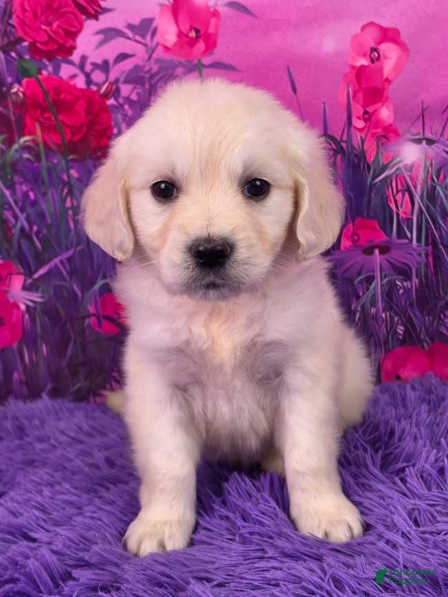 Golden Retriever dogs Lexi - Ad 1
