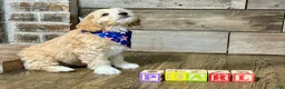 Mini Aussiedoodle dogs for sale: Mini Aussiedoodle 3 Olive - Ad 14