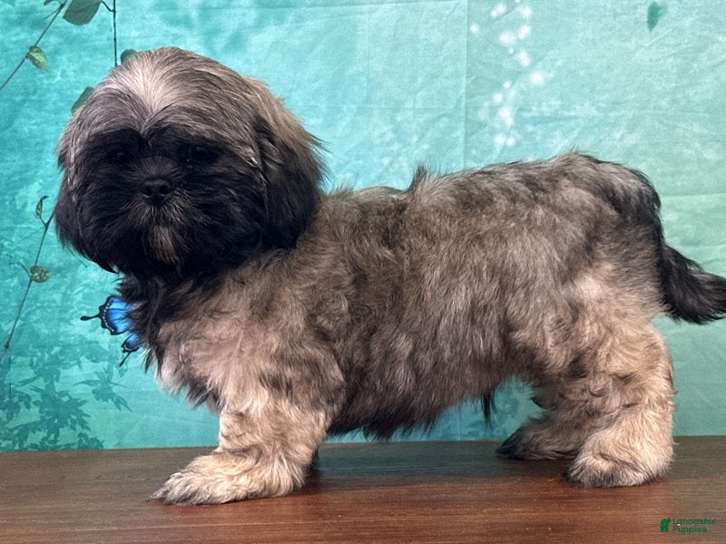 Shih Tzu dogs Hann - Ad 2