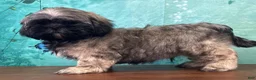 Shih Tzu dogs for sale: Hann - Ad 2