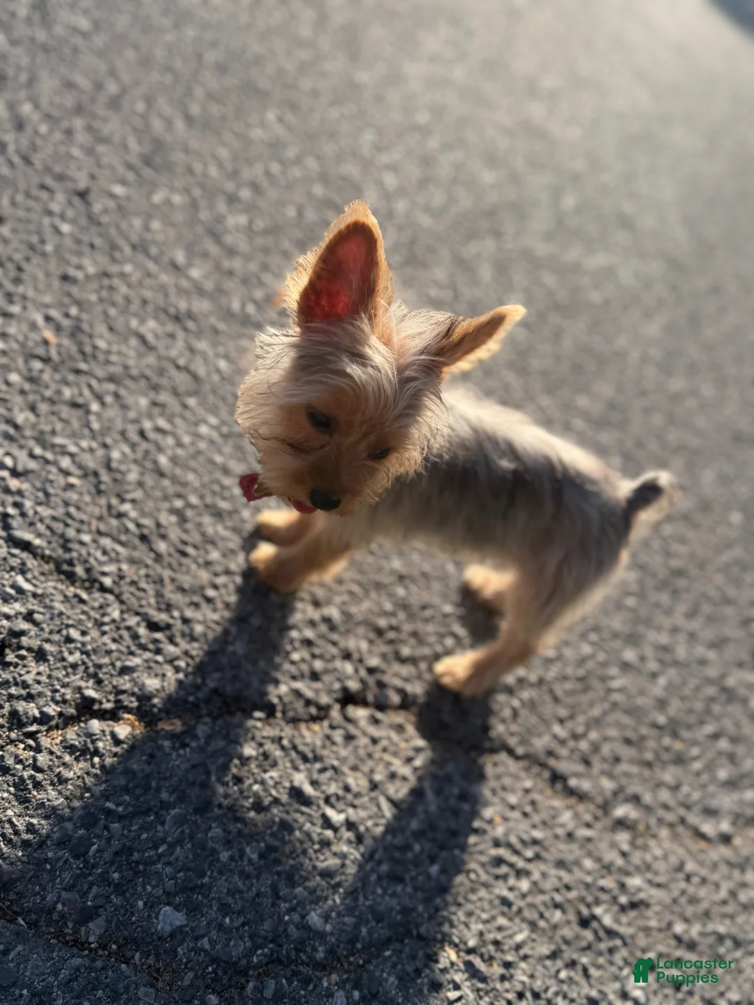 Yorkshire Terrier dogs for sale: Kardi Blue Merle  - Ad 2