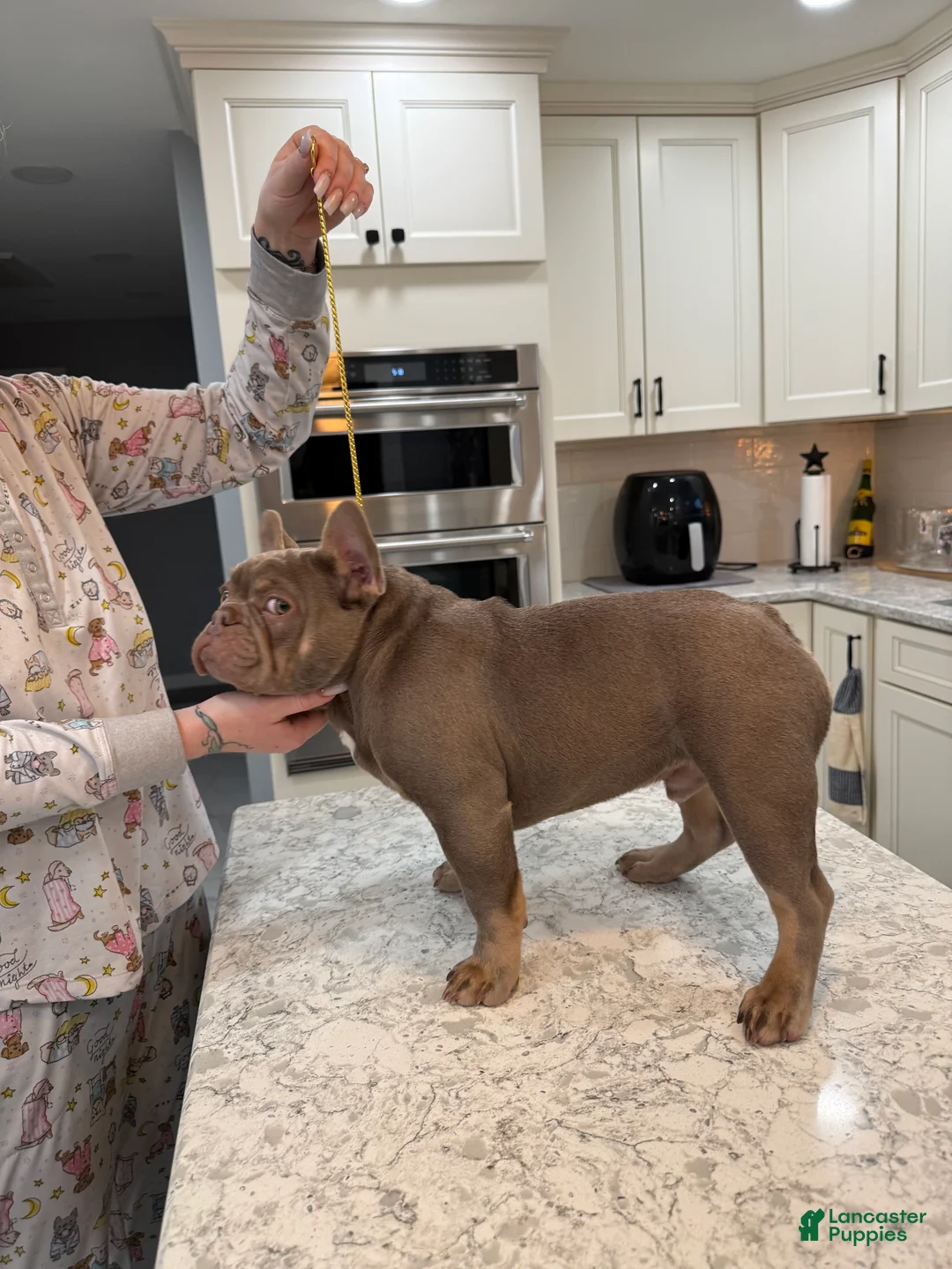 French Bulldog dogs for sale: Bone Crusher - Ad 3