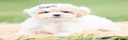 Maltipoo dogs for sale: Roly Poly - Ad 4