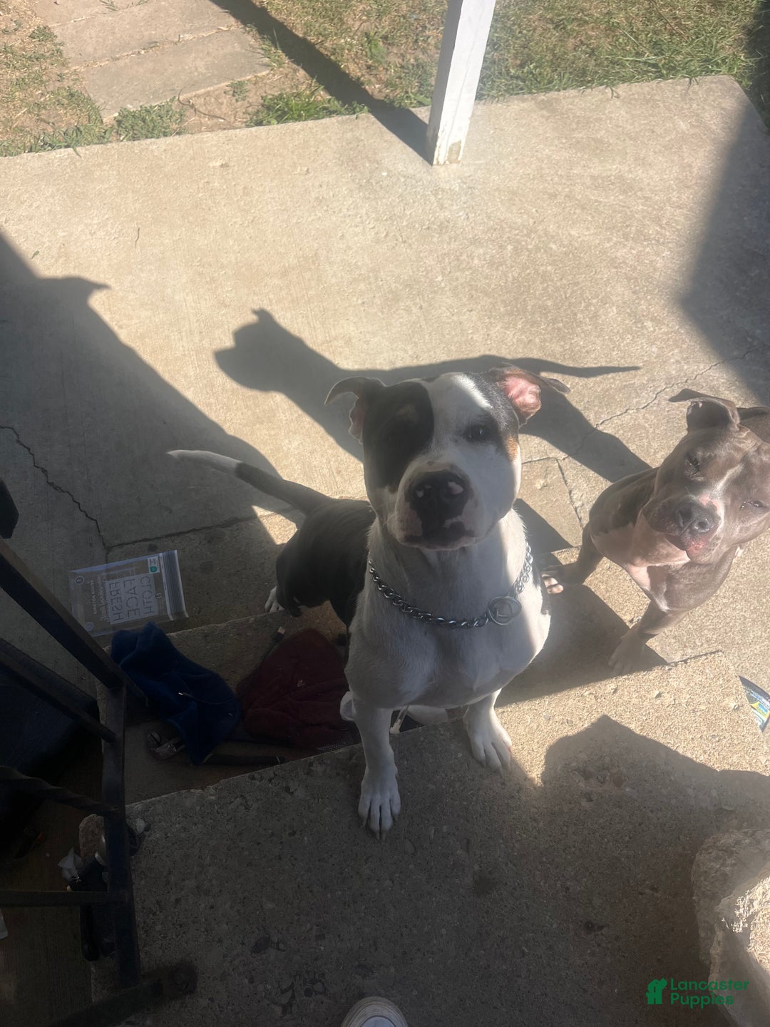 American Bully dogs for sale: Eyes - Ad 5
