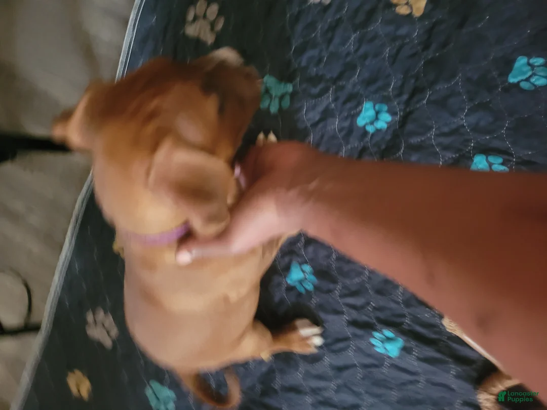 American Pit Bull Terrier dogs for sale: Rosemary - Ad 2