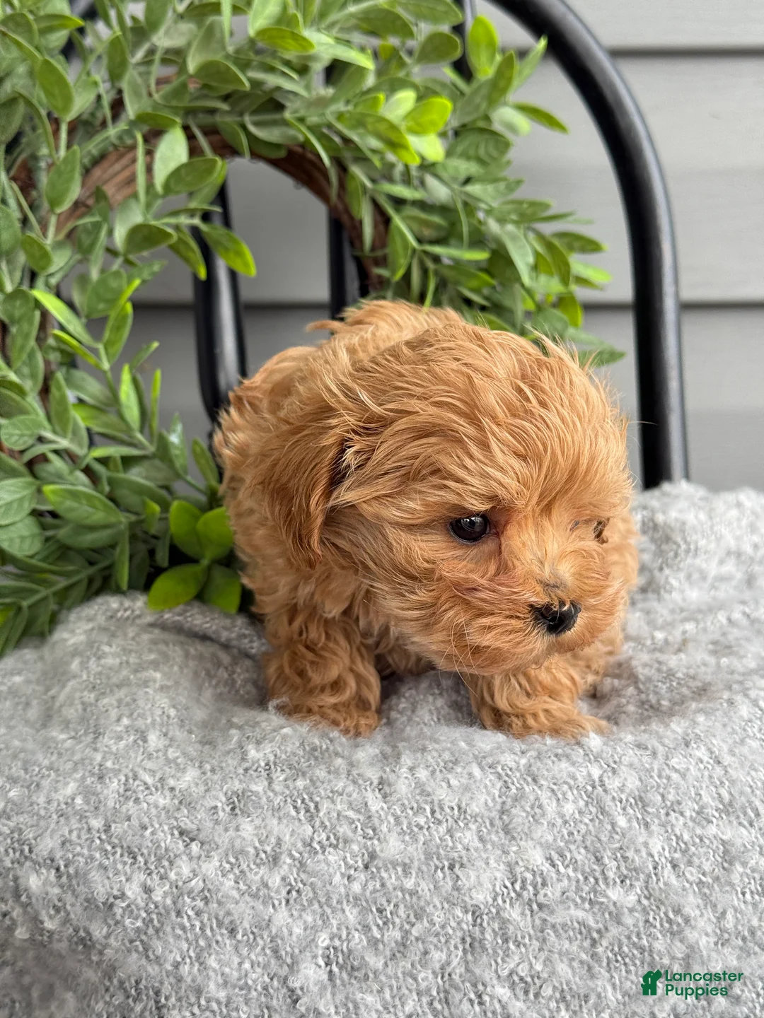 Maltipoo dogs for sale: Teacup - Ad 4