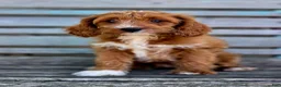 Cavapoo dogs for sale: Brie - Ad 4