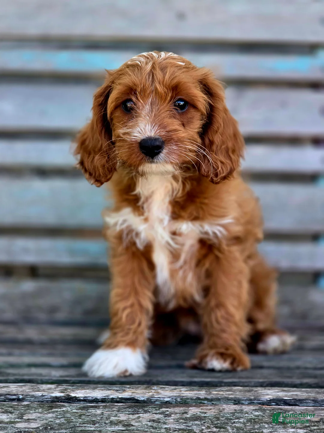Cavapoo dogs for sale: Brie - Ad 4