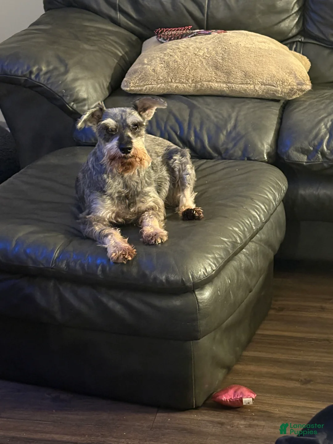 Miniature Schnauzer dogs for sale: Miniature Schnauzer Puppy 1 - Ad 3