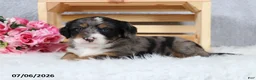 Mini Bernedoodle dogs for sale: Comet - Ad 10
