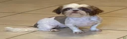 Shih Tzu dogs for sale: ACA Reese - Ad 11