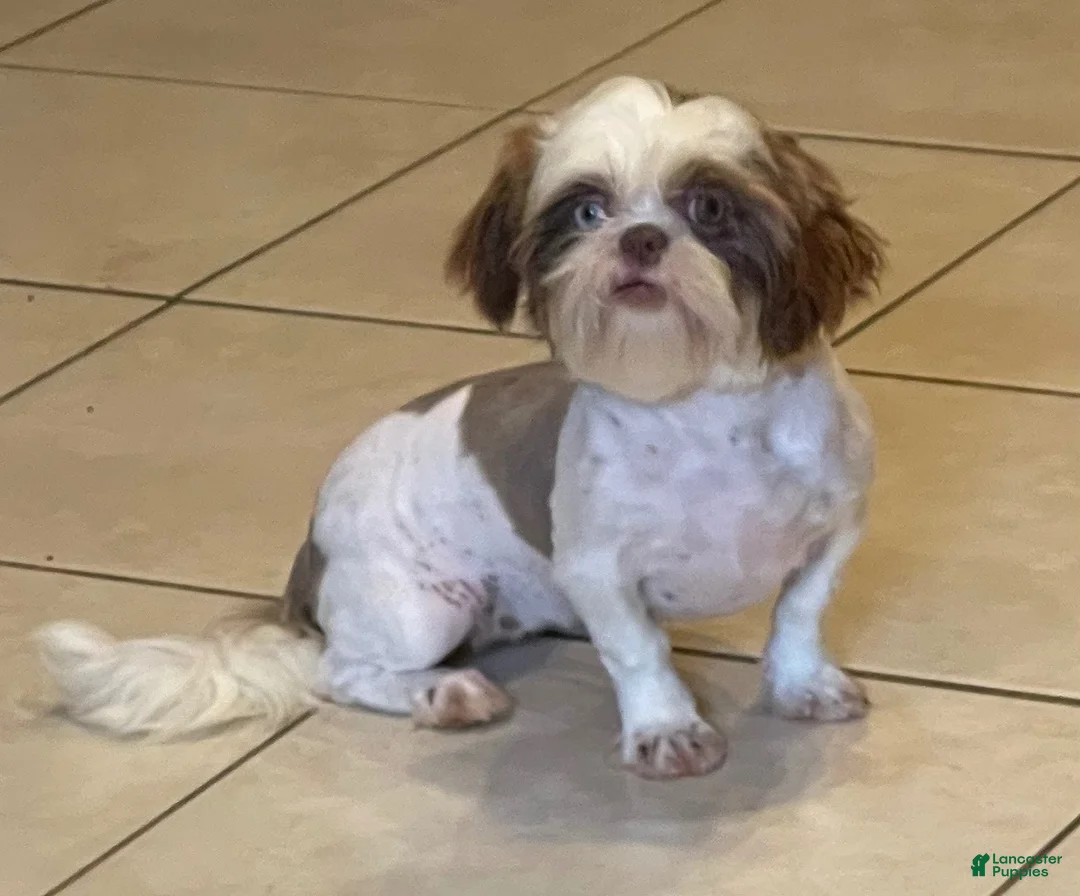 Shih Tzu dogs for sale: ACA Reese - Ad 11