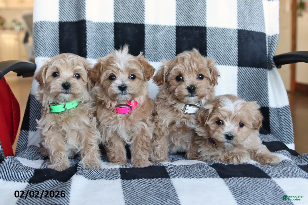 Maltipoo dogs for sale: Tucker - Ad 2